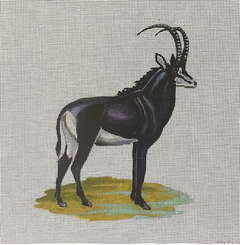 AN499 Black Antelope