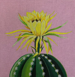 FF328 Blooming Cactus on Pink