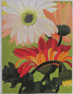 KD622 Peach Gerber Daisies