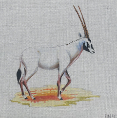 AN479 White Oryx