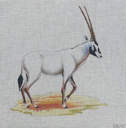 AN479 White Oryx