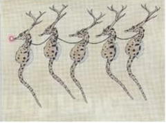 NM-PL01 Seahorses